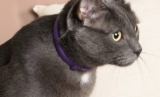 Mejores collares calmantes para gatos del 2026 (análisis)