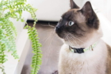 Mejores collares para gatos del 2026 (Análisis)