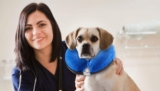 Mejores collares isabelinos para perros del 2026 (análisis)
