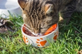 Los mejores comederos para gatos del 2026 (Guía y análisis)