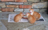 La mejor comida para gatitos para tu gato del 2026 (Análisis)