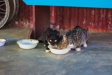 ¿Con qué frecuencia debo alimentar a mi gato?