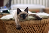 Cómo hacer que tu gato se sienta más cómodo en casa