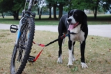Mejores correas de bicicleta para perros del 2026 (análisis)