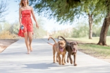 Mejores correas dobles para perros del 2024 (Análisis)
