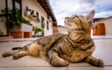 ¿Cuánto cuesta tener un gato? Desglose anual