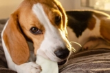 Mejores masticables de cuero crudo para perros del 2024 (análisis)