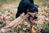 Obstrucción intestinal en perros: síntomas, causas y prevención