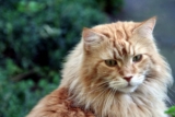 Las 10 razas de gatos domésticos más grandes