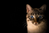 ¿De qué raza es mi gato?