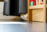 ¿Por qué los gatos son tan curiosos? El interesante caso del carácter del gato