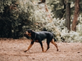 Rottweiler: Información, características y datos de la raza