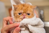 Champú para gatos: Los mejores para bañar a tu felino del 2024