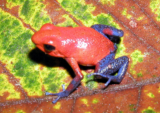 Oophaga pumilio o Rana Dardo Venenoso de la Fresa: Guía de cuidados y perfil de la especie