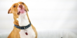 ¿Por qué mi perro me lame?