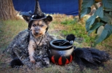 23 mejores disfraces para perros para Halloween y fiestas