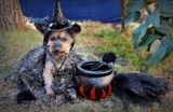 23 mejores disfraces para perros para Halloween y fiestas