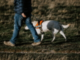 Perros guía para personas ciegas. ¿Cómo trabajan? Todo lo que necesitas saber.