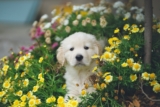 Mejores perfumes y colonias para perros del 2026 (análisis)