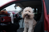 ¿Los Goldendoodles mudan de pelo? Causas, tipos de pelaje y soluciones