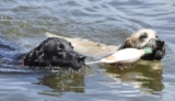 Los mejores chupetes de entrenamiento para perros del 2026 (análisis)