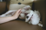 Beneficios de Benadryl para perros: ¡Aprende todo lo que necesitas saber!