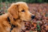 Mejores collares para perros del 2026 y guía de compra