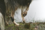 ¿Por qué las patas de perro huelen a fritos?