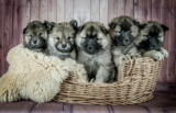 74 Nombres de Perros de Celebridades ¡Descubre como los llaman!
