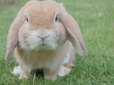 Razas de conejos de orejas caídas y su cuidado