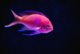 Cómo aclimatar nuevos peces en tu acuario de forma segura