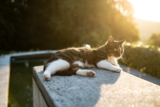 ¿Gato aburrido? 5 formas de aliviar el aburrimiento de tu gato