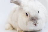 Inclinación de cabeza en conejos: Causas y tratamiento