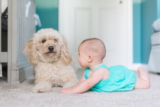 Las 10 Mejores Razas de Perros para Bebés: Amigos Fieles y Protectores