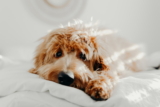 Coccidiosis en perros: síntomas y tratamientos
