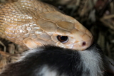 Cómo ajustar el tamaño de la presa para una serpiente en crecimiento.