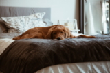 Pros y contras de dormir con tu perro: ¿Es una buena idea?