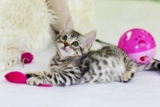 Mejores juguetes para gatitos del 2026 que los mantendrán entretenidos (análisis)