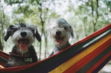 Las 5 mejores razas de perros para compañía