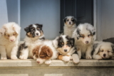 ¿Los perros conocen a sus hermanos?