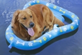 Los mejores flotadores para perros para la piscina del 2024 (análisis)