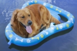 Los mejores flotadores para perros para la piscina del 2026 (análisis)