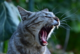 ¿Qué es el sonido de caterwauling y por qué lo hacen los gatos?