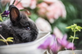 Entendiendo el Lenguaje de los Conejos: Fundamentos de Comunicación
