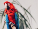 Loro Amazona: Personalidad, Comida y Cuidado (Amazona aestiva)