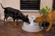 Las mejores fuentes de agua para perros del 2026 para mantenerlo hidratado