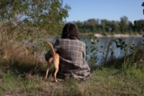 Cola de perro rota: síntomas y tratamientos