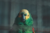 Las mejores fundas para jaulas de pájaros de 2020