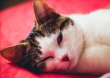 Gato American Wirehair: información, características y datos de la raza