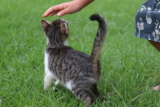 ¿Por qué los gatos dan cabezazos contra ti? (Bunting)